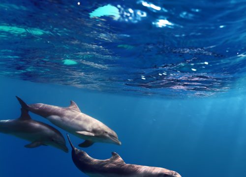 Delfin Tour: Schnorchelausflug und Schwimmen mit Delfinen in freier Wildbahn