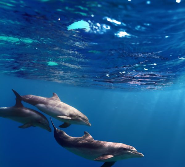 Delfin Tour: Schnorchelausflug und Schwimmen mit Delfinen in freier Wildbahn