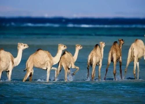 Nationalpark Wadi El Gemal von Marsa ALam