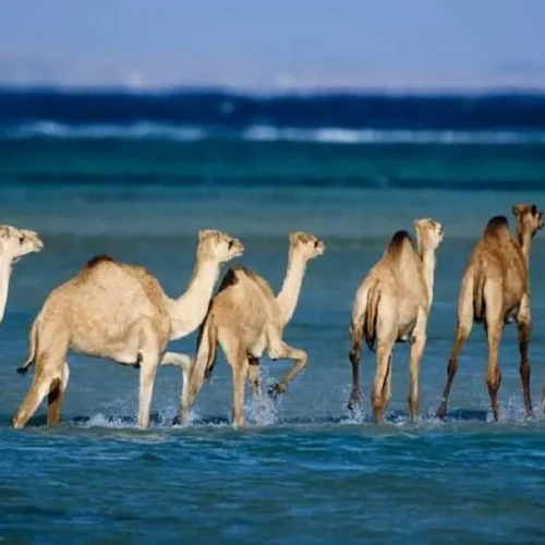 Nationalpark Wadi El Gemal von Marsa ALam