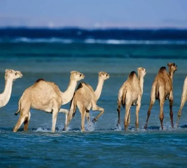 Nationalpark Wadi El Gemal von Marsa ALam