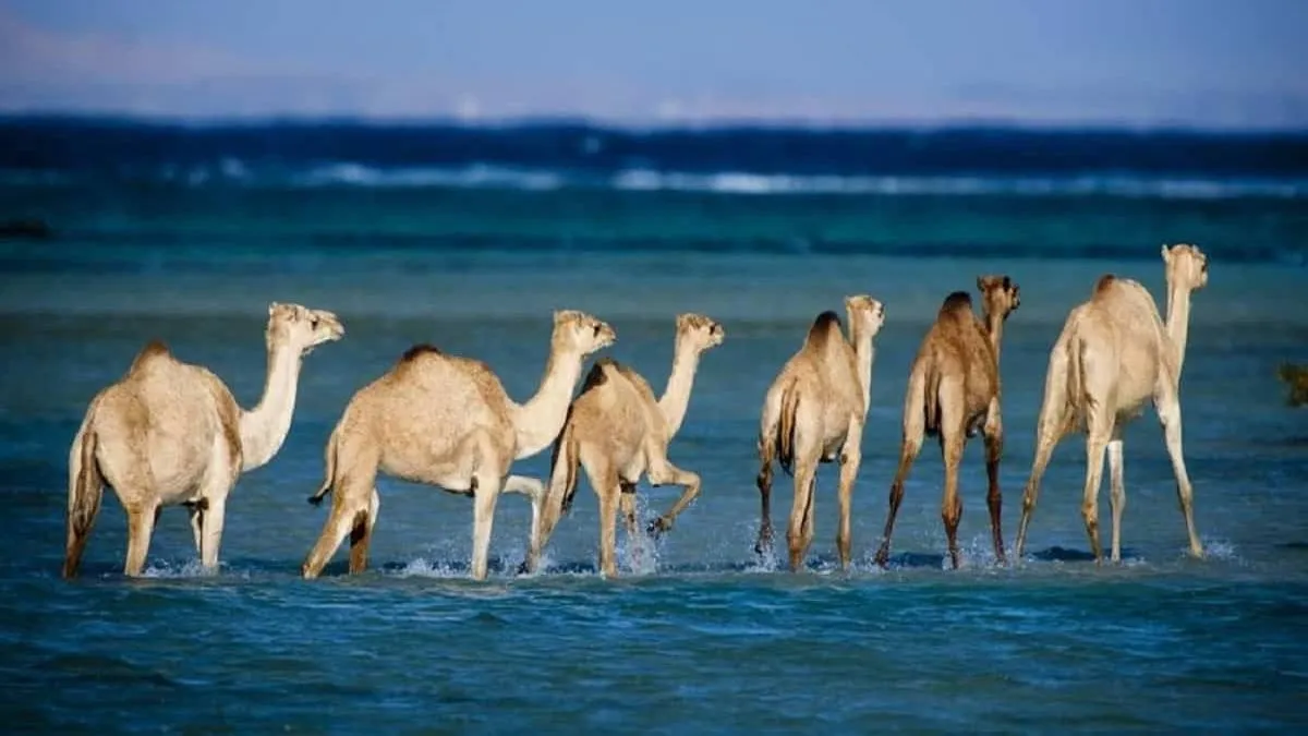 Nationalpark Wadi El Gemal von Marsa ALam